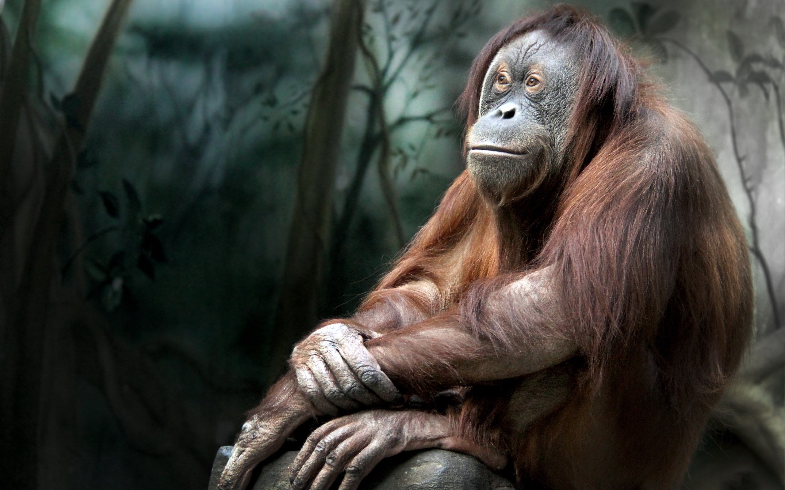 Orangutan Wallpapers