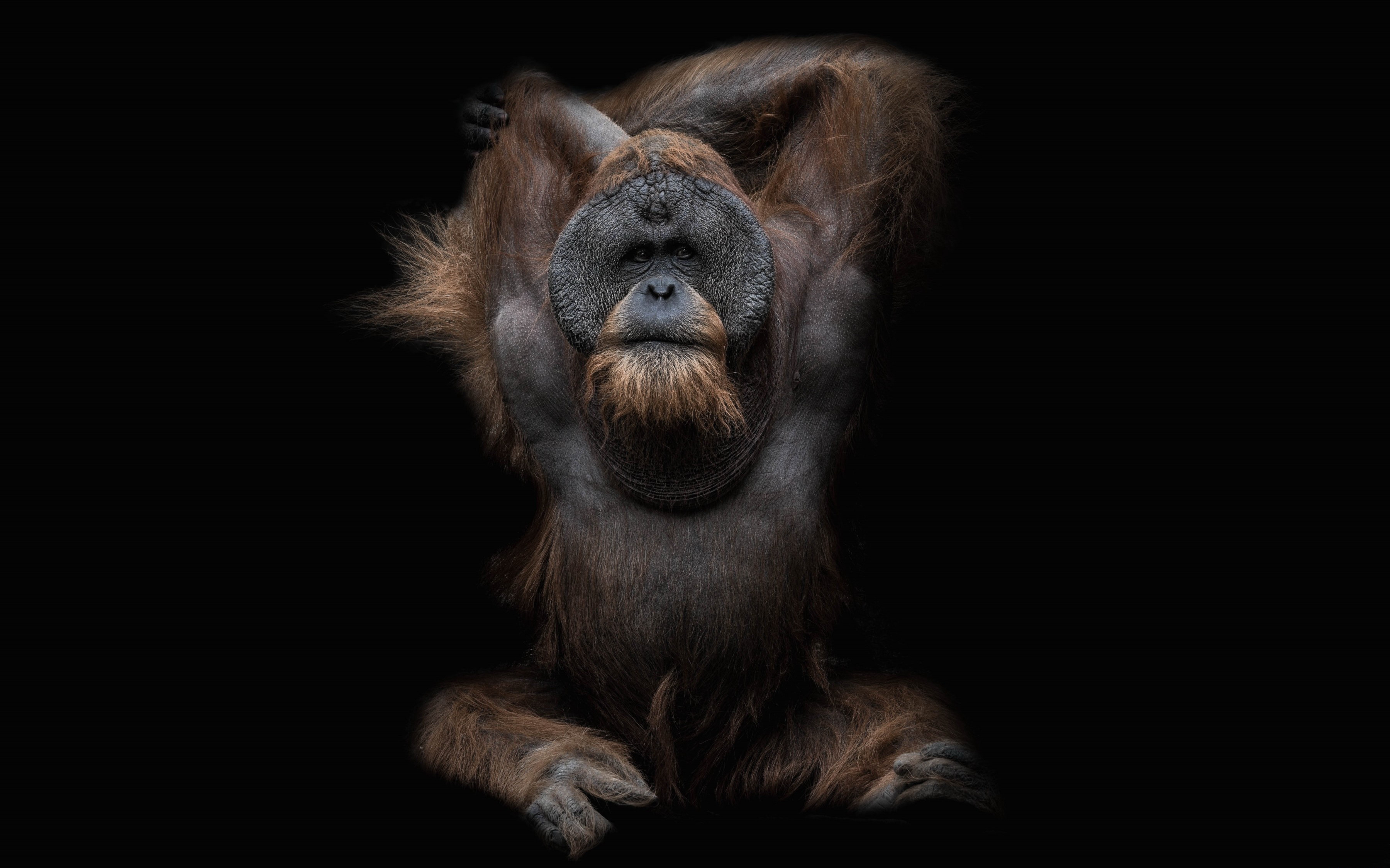 Orangutan Wallpapers