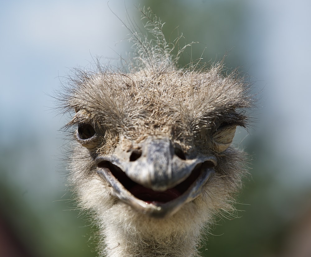 Ostrich Wallpapers