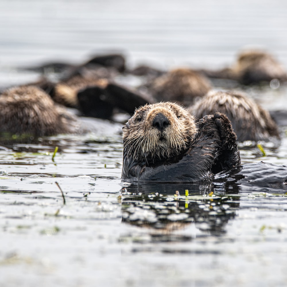 Otter Wallpapers