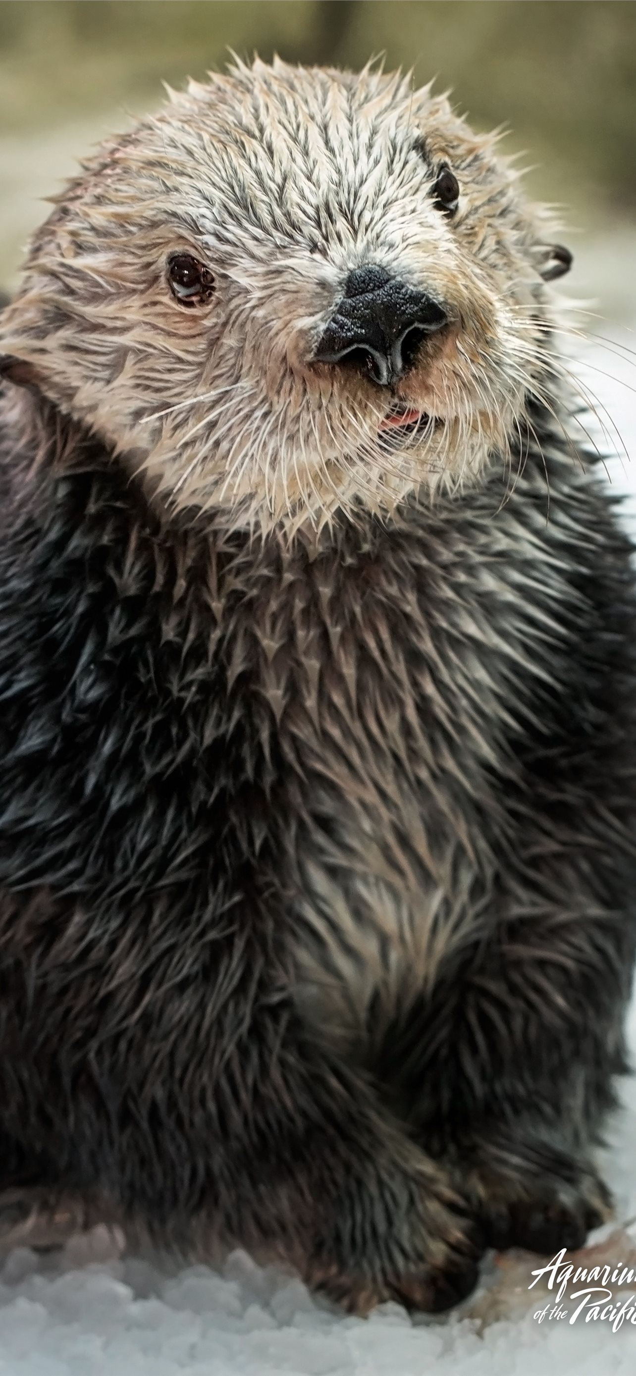 Otter Wallpapers