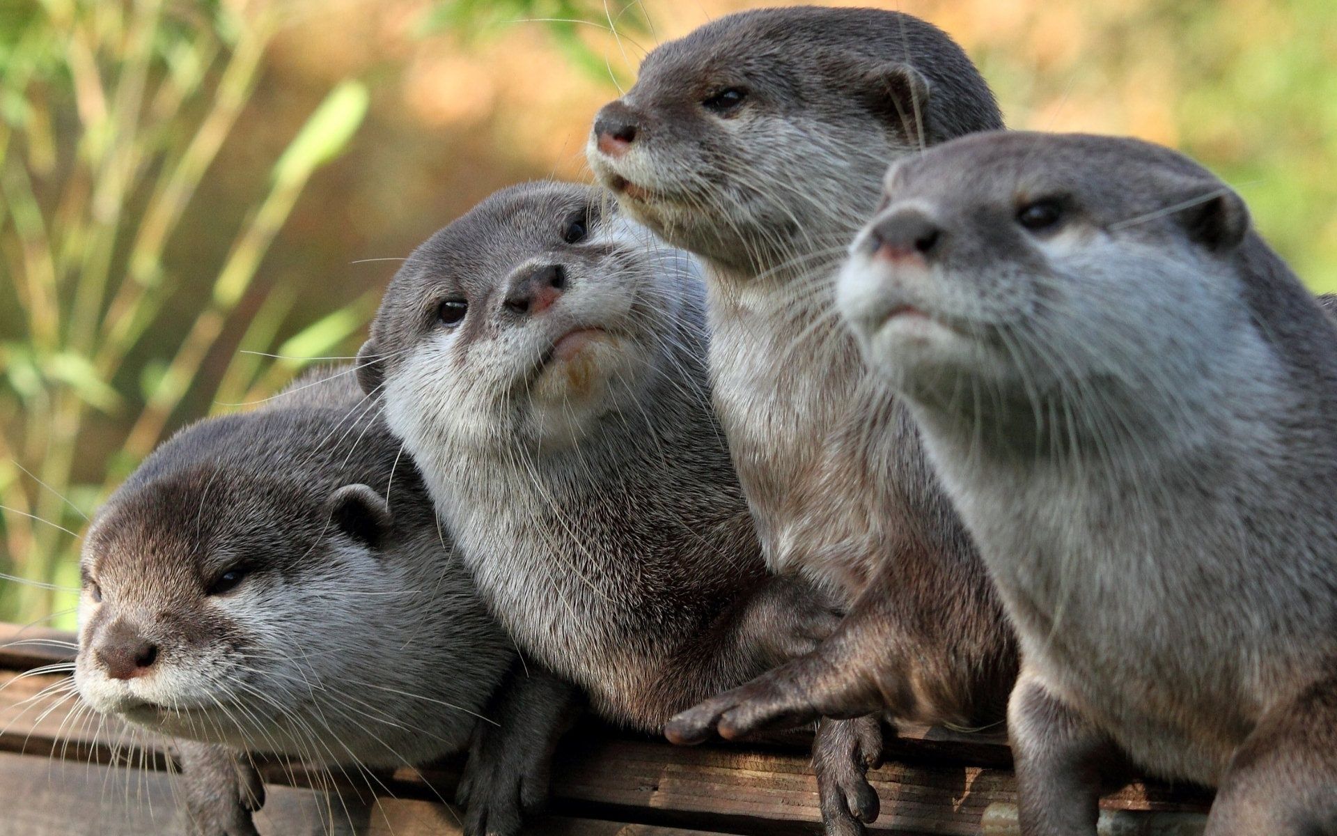 Otter Wallpapers