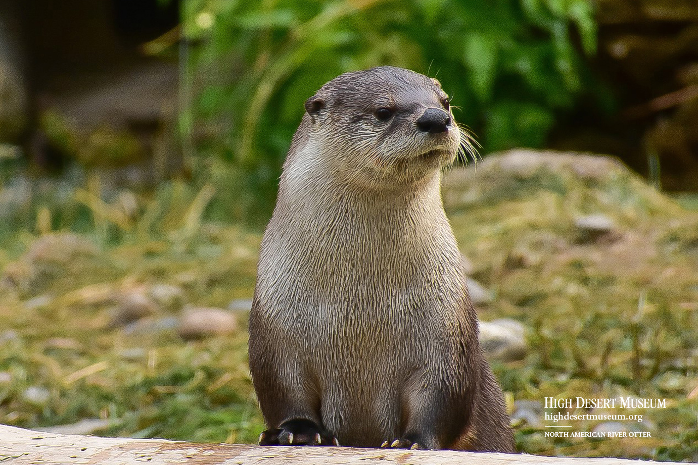 Otters Wallpapers