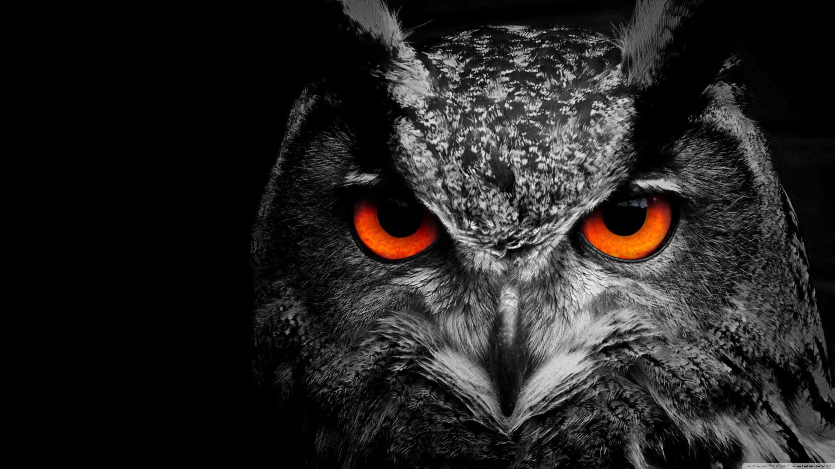 Owl Wallpapers