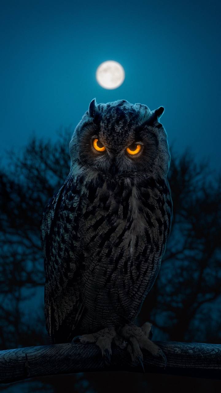 Owl Wallpapers