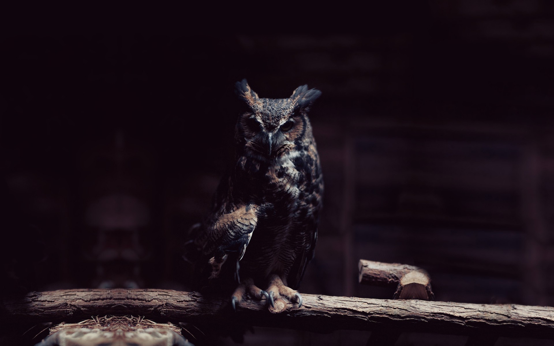 Owl Wallpapers