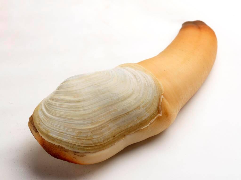 Pacific Geoduck Wallpapers