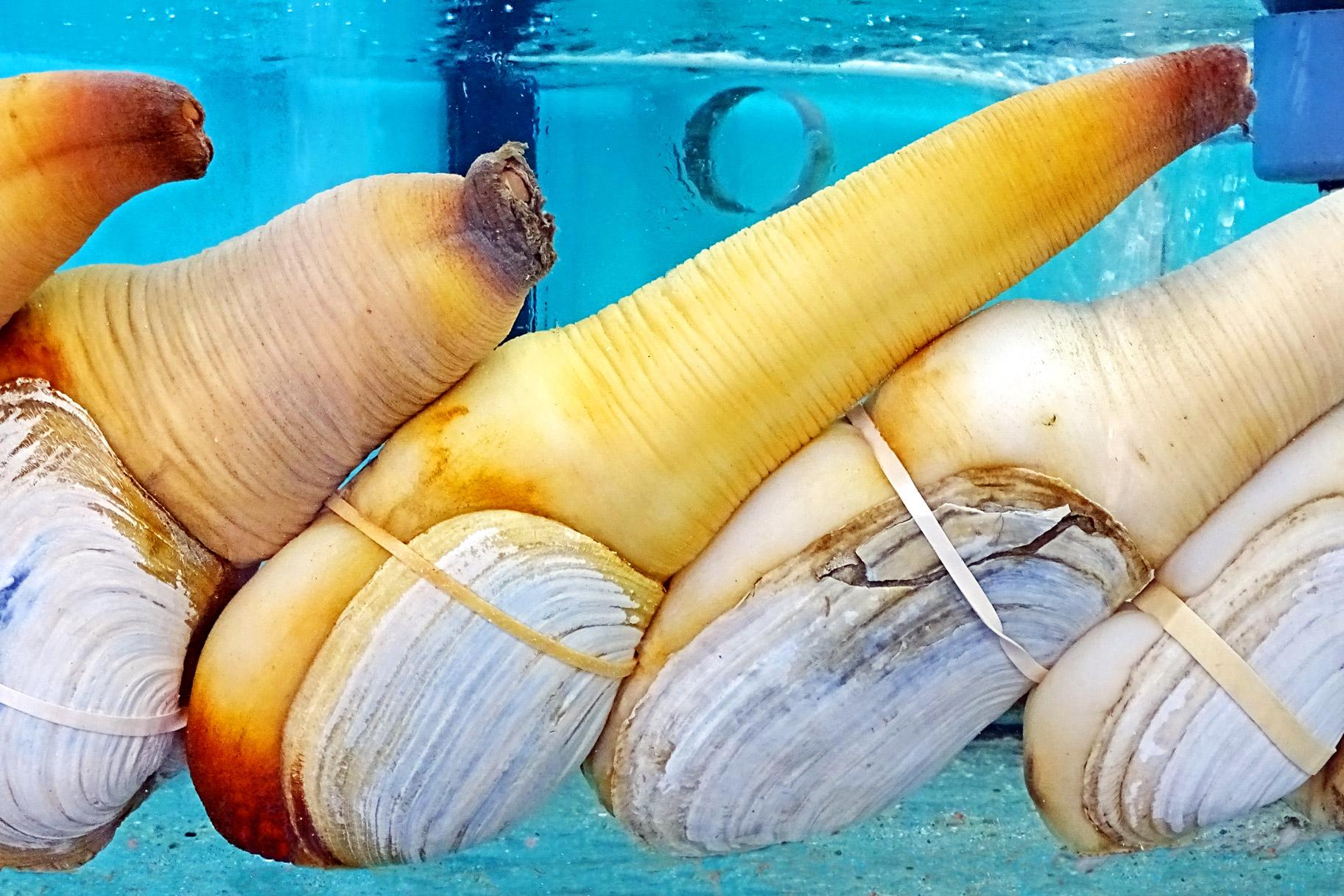 Pacific Geoduck Wallpapers