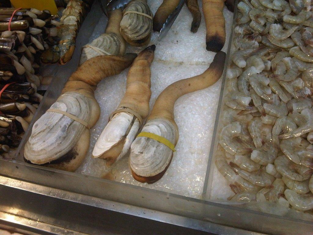Pacific Geoduck Wallpapers