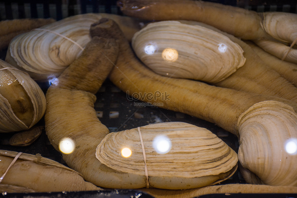 Pacific Geoduck Wallpapers