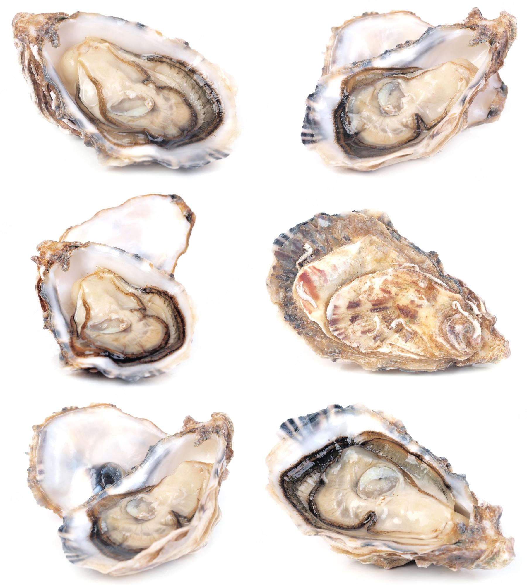 Pacific Oyster Wallpapers