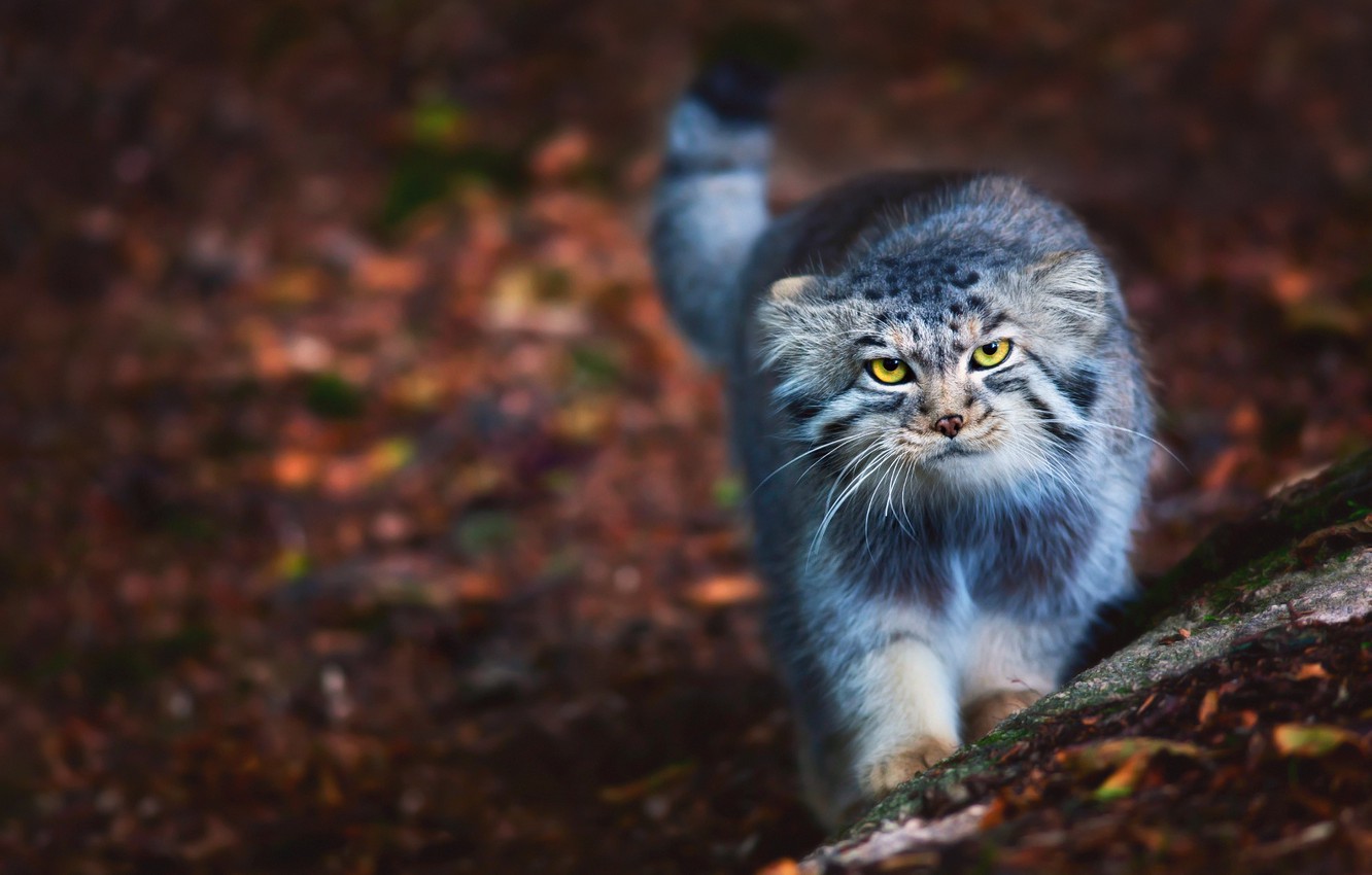 Pallas'S Cat Wallpapers