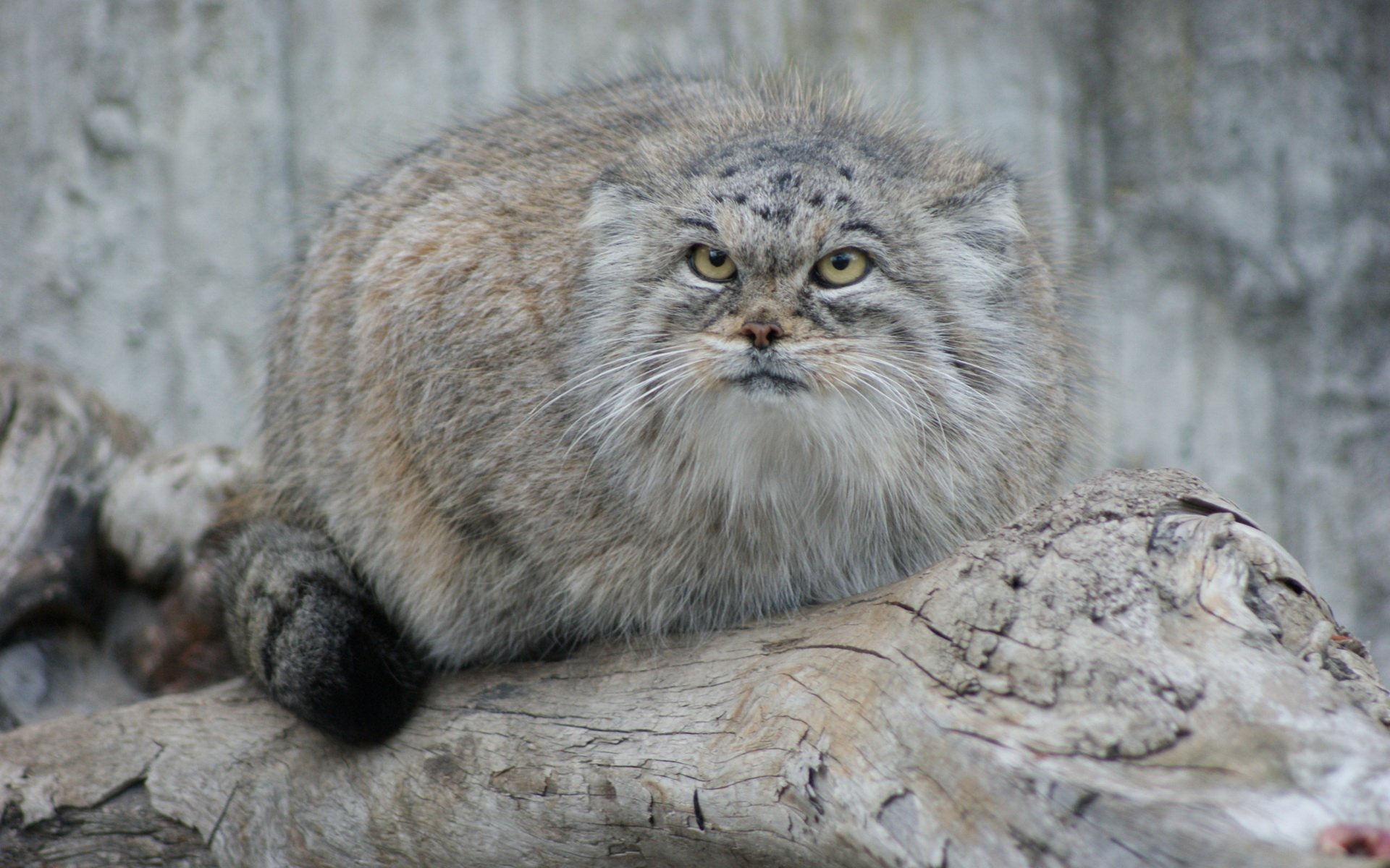 Pallas'S Cat Wallpapers