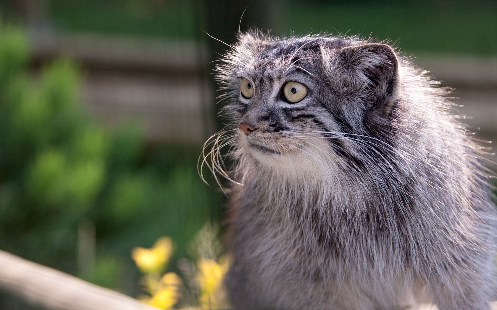 Pallas'S Cat Wallpapers