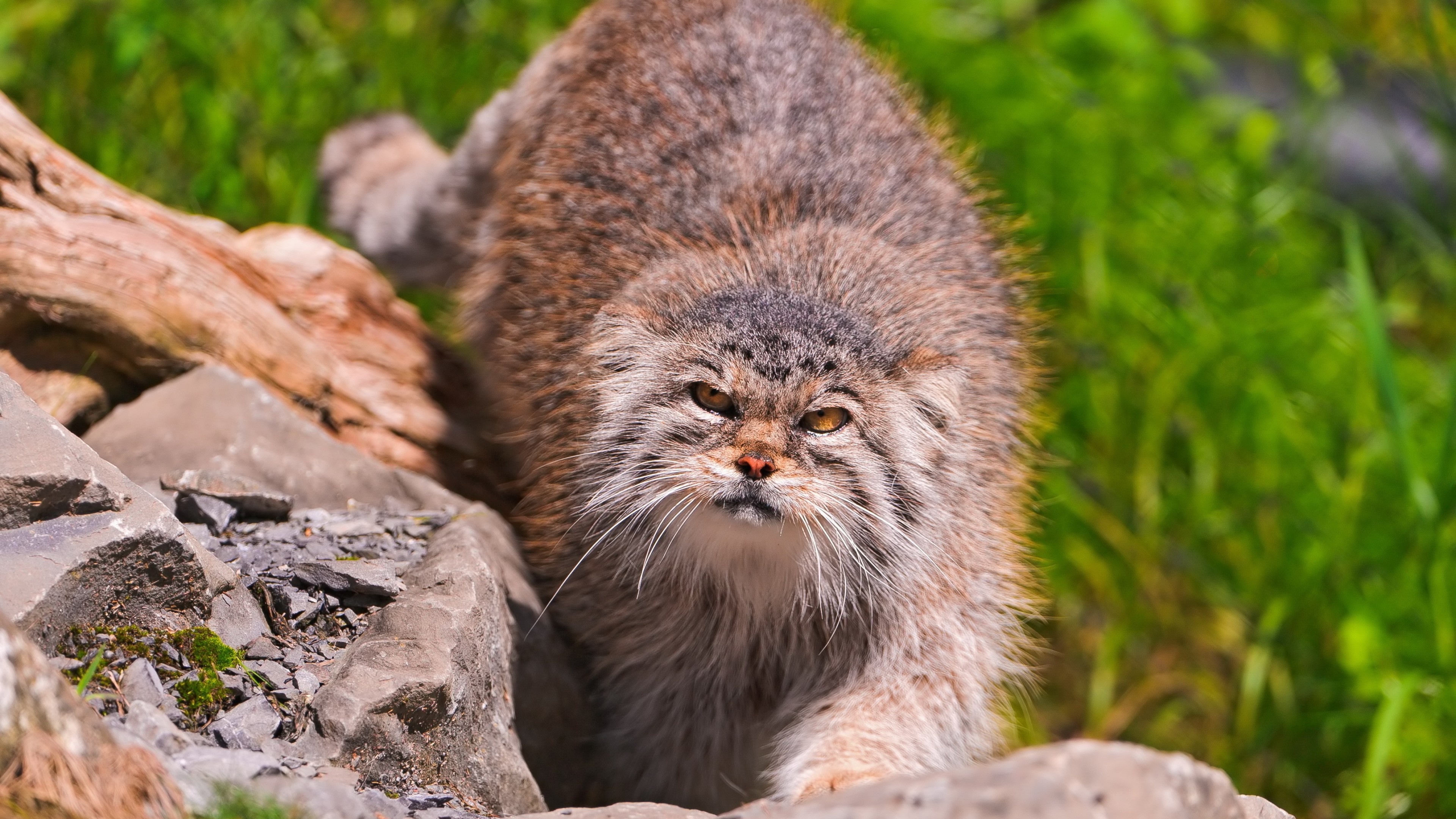 Pallas'S Cat Wallpapers