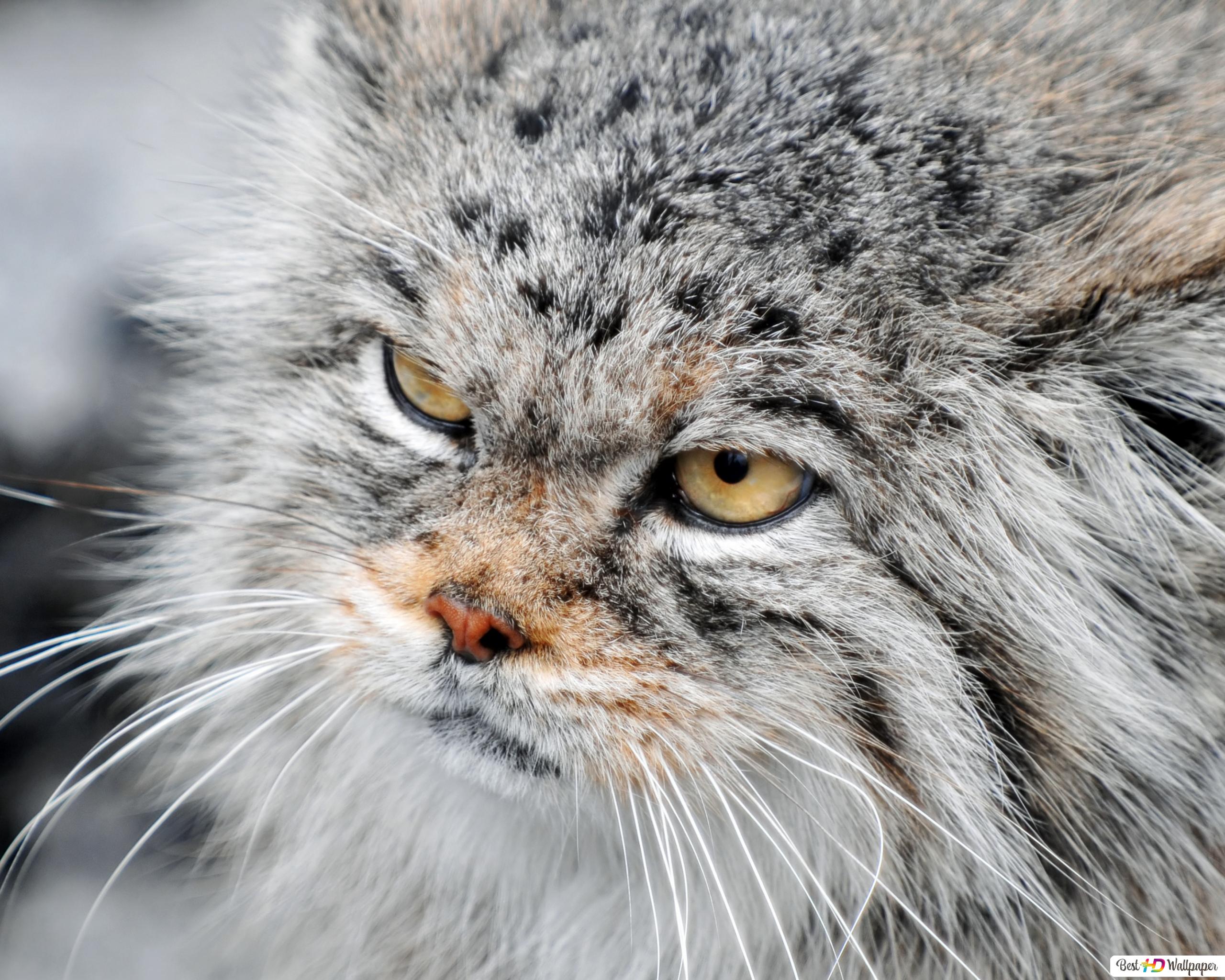 Pallas'S Cat Wallpapers