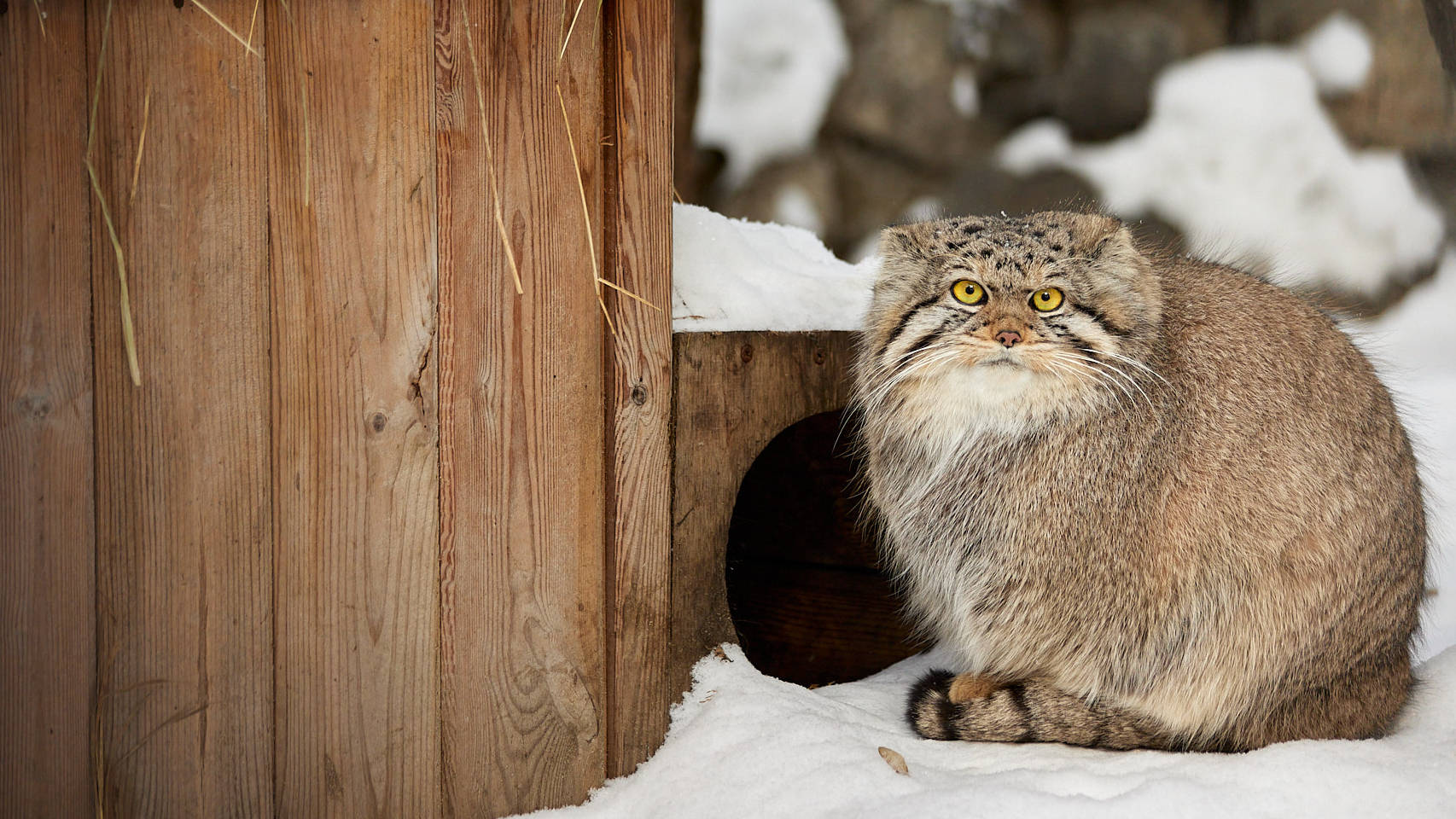 Pallas'S Cat Wallpapers