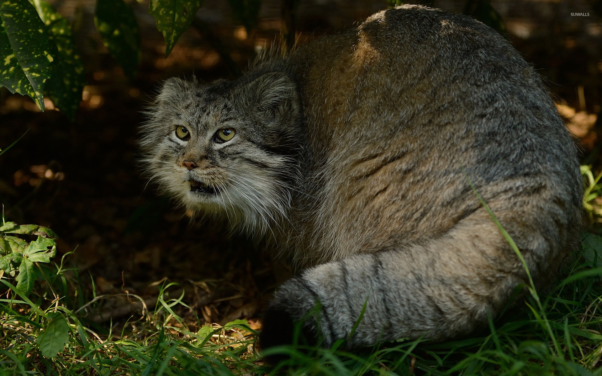 Pallas'S Cat Wallpapers