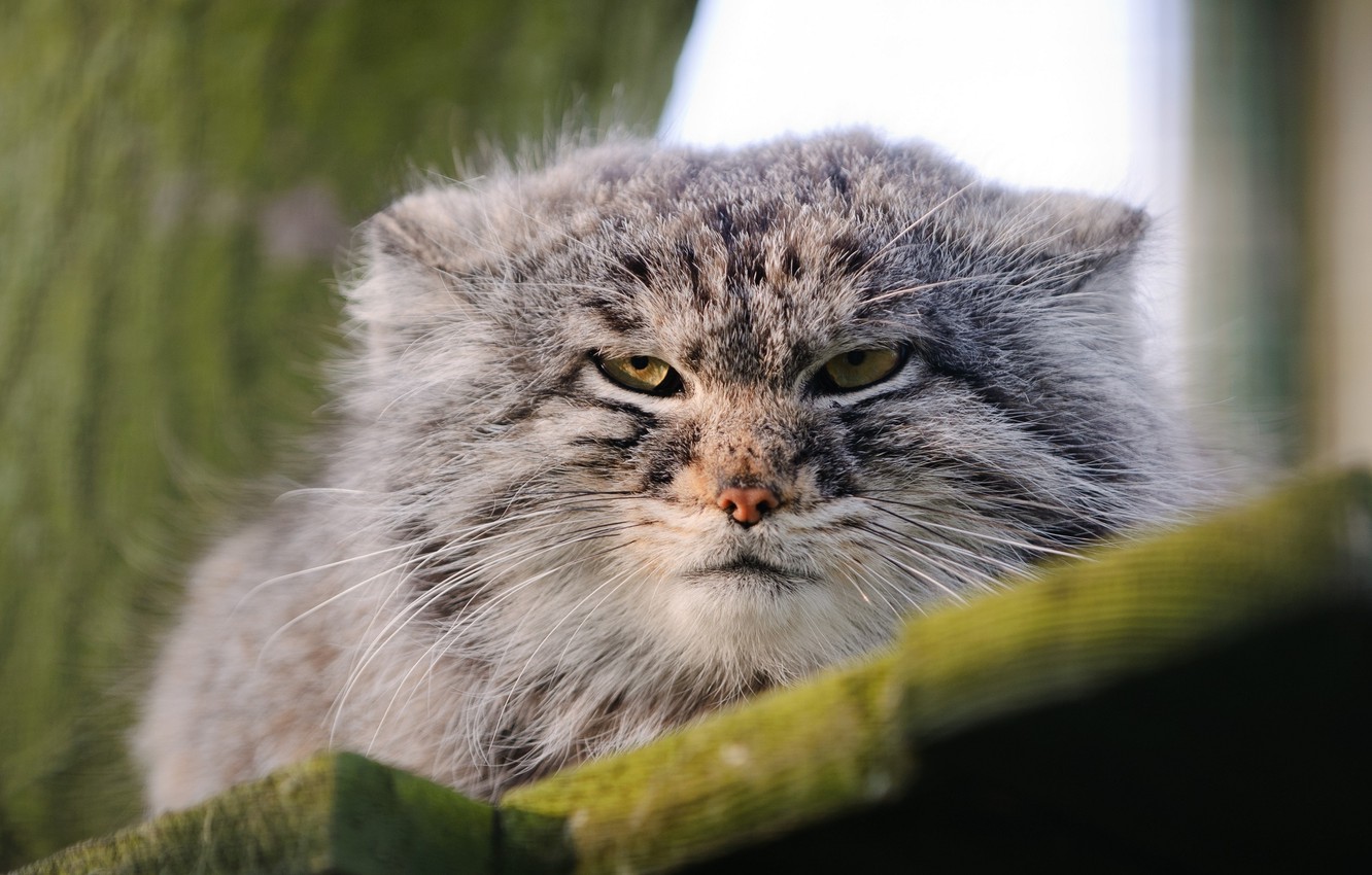 Pallas'S Cat Wallpapers