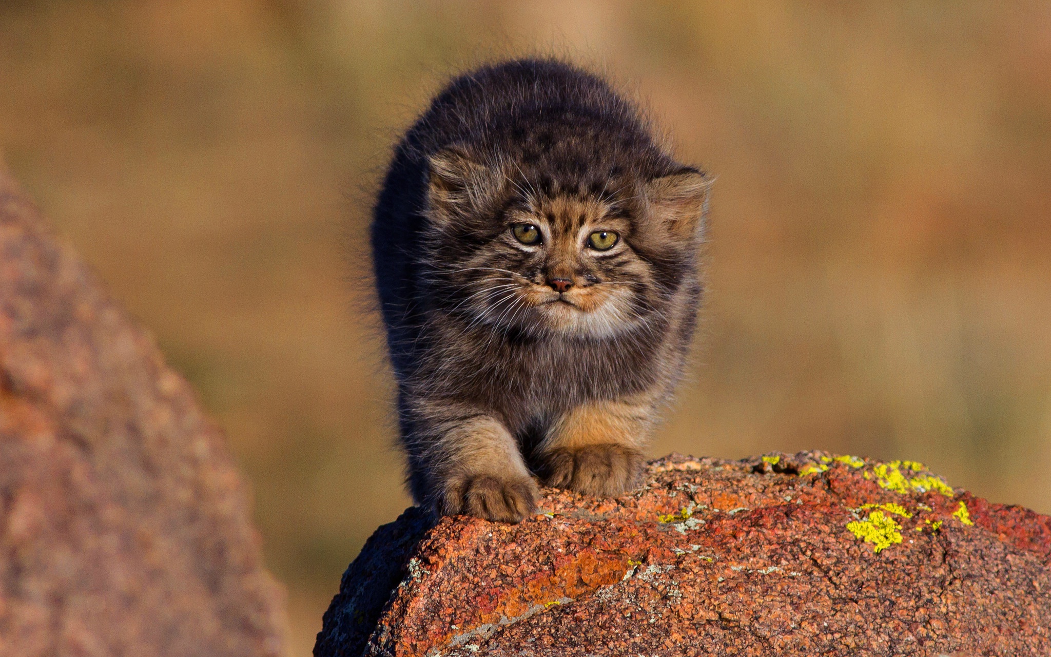 Pallas'S Cat Wallpapers