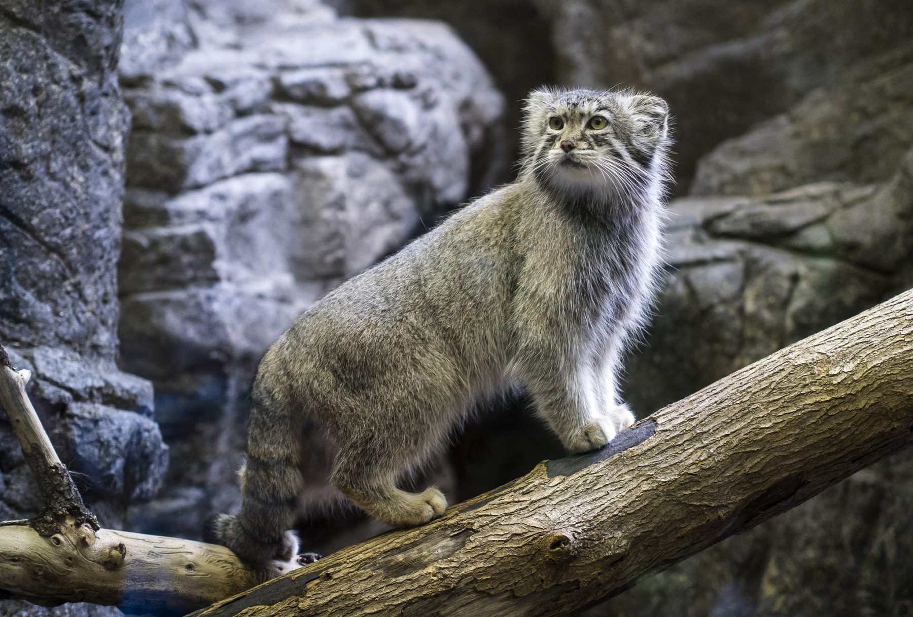 Pallas'S Cat Wallpapers