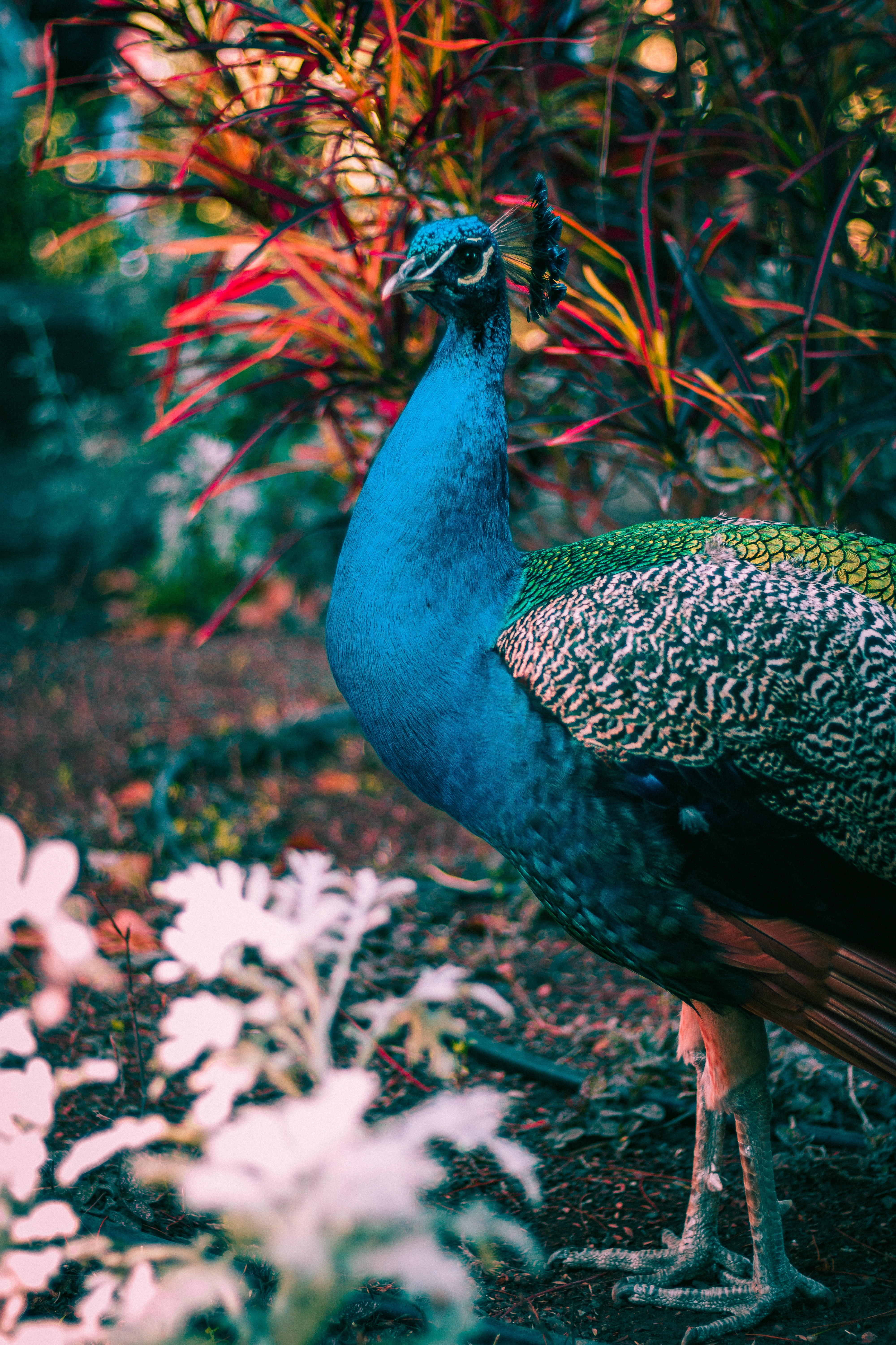 Peacock Wallpapers