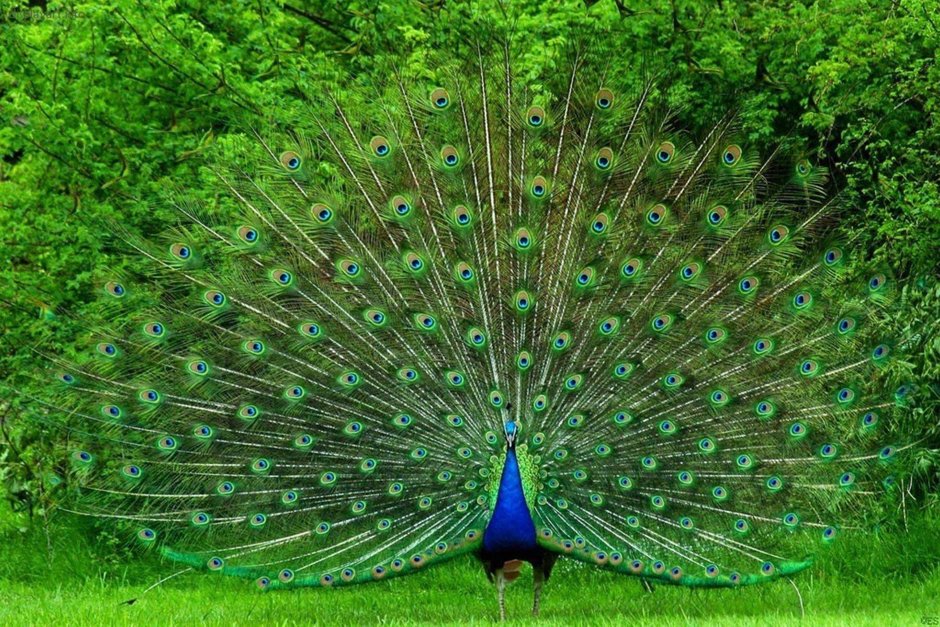 Peacock Wallpapers