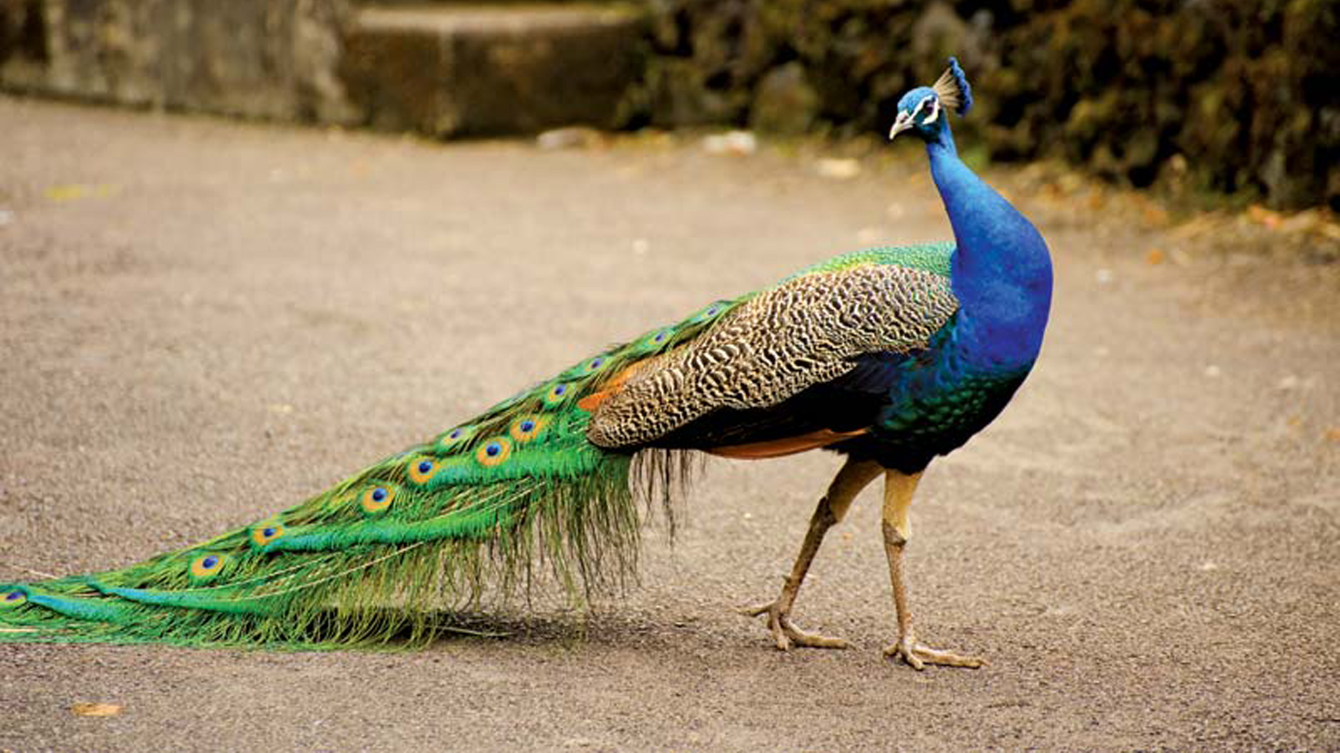 Peacock Wallpapers