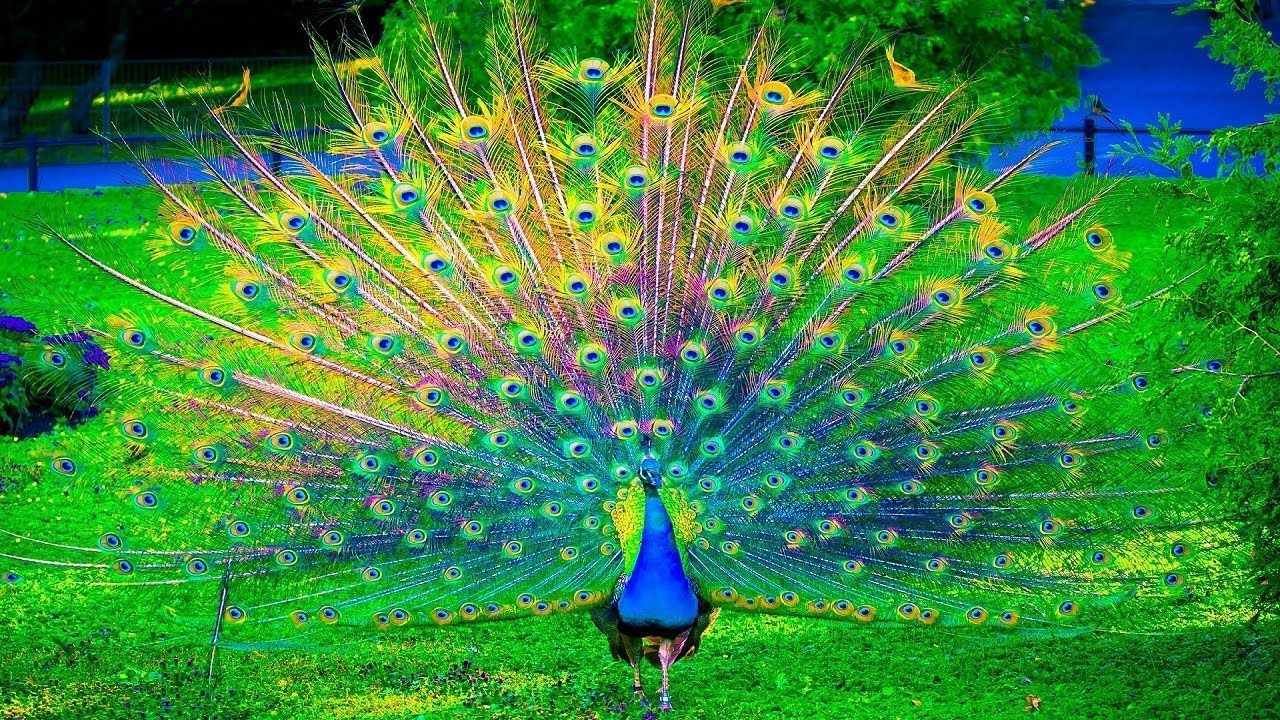 Peacock Wallpapers