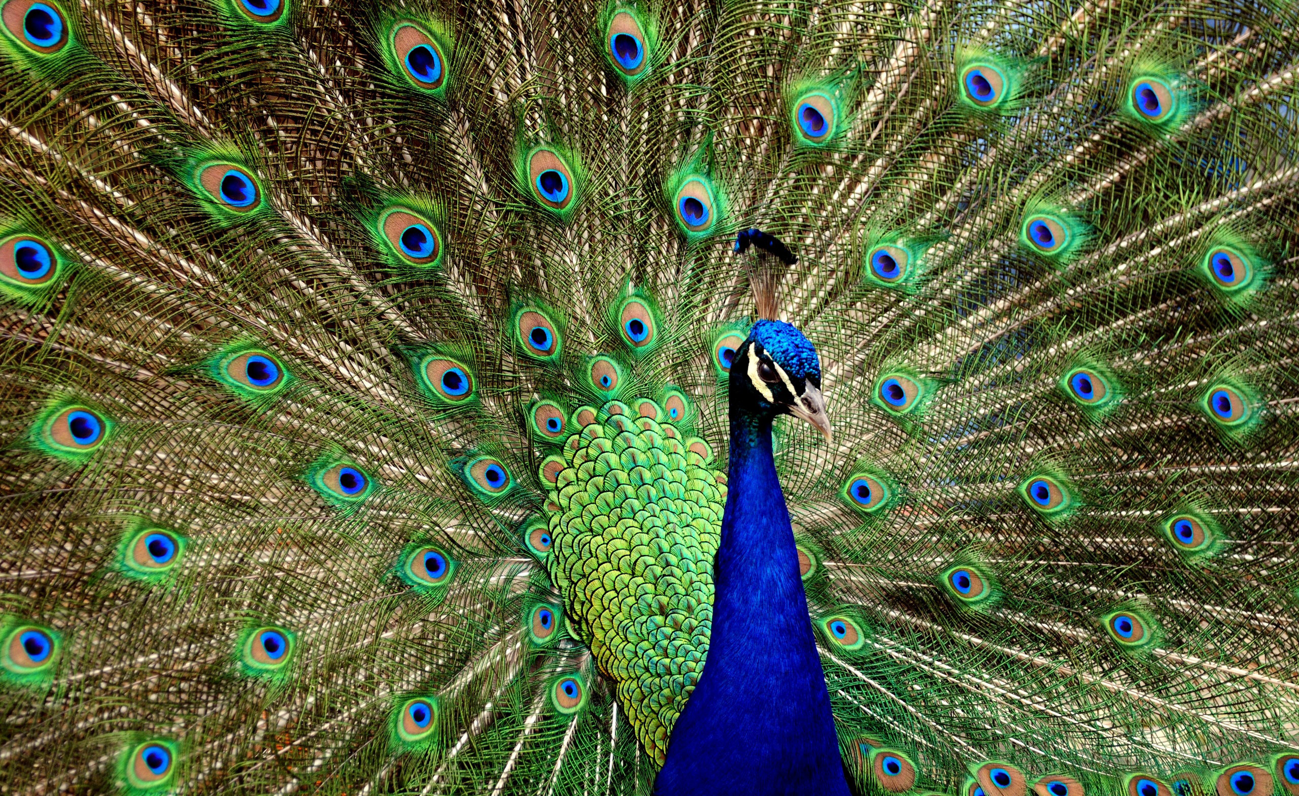 Peacock Wallpapers