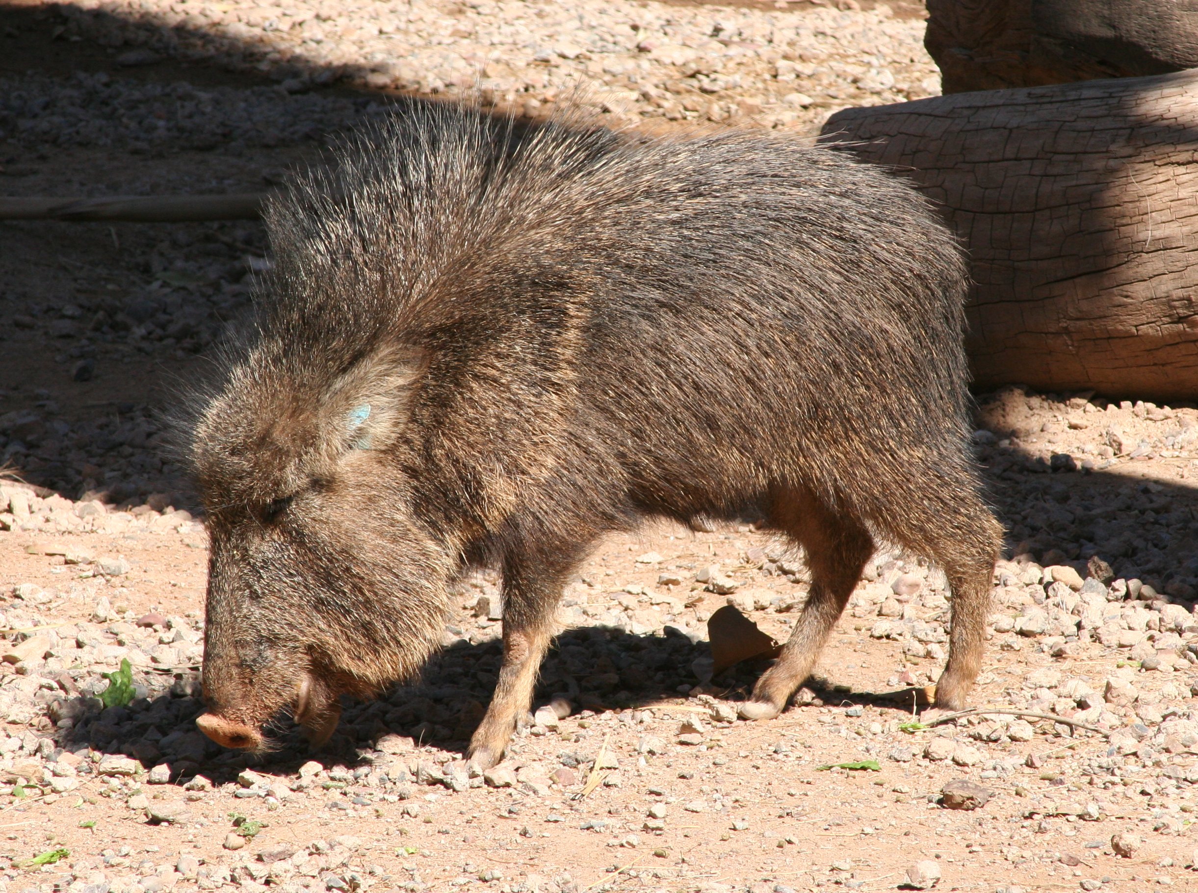 Peccaries Wallpapers