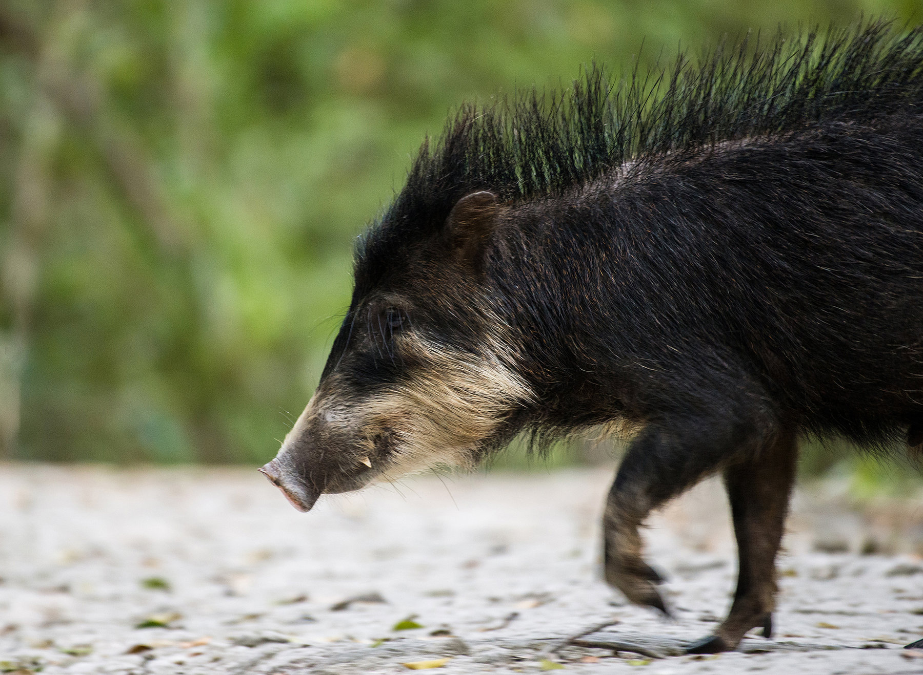 Peccaries Wallpapers