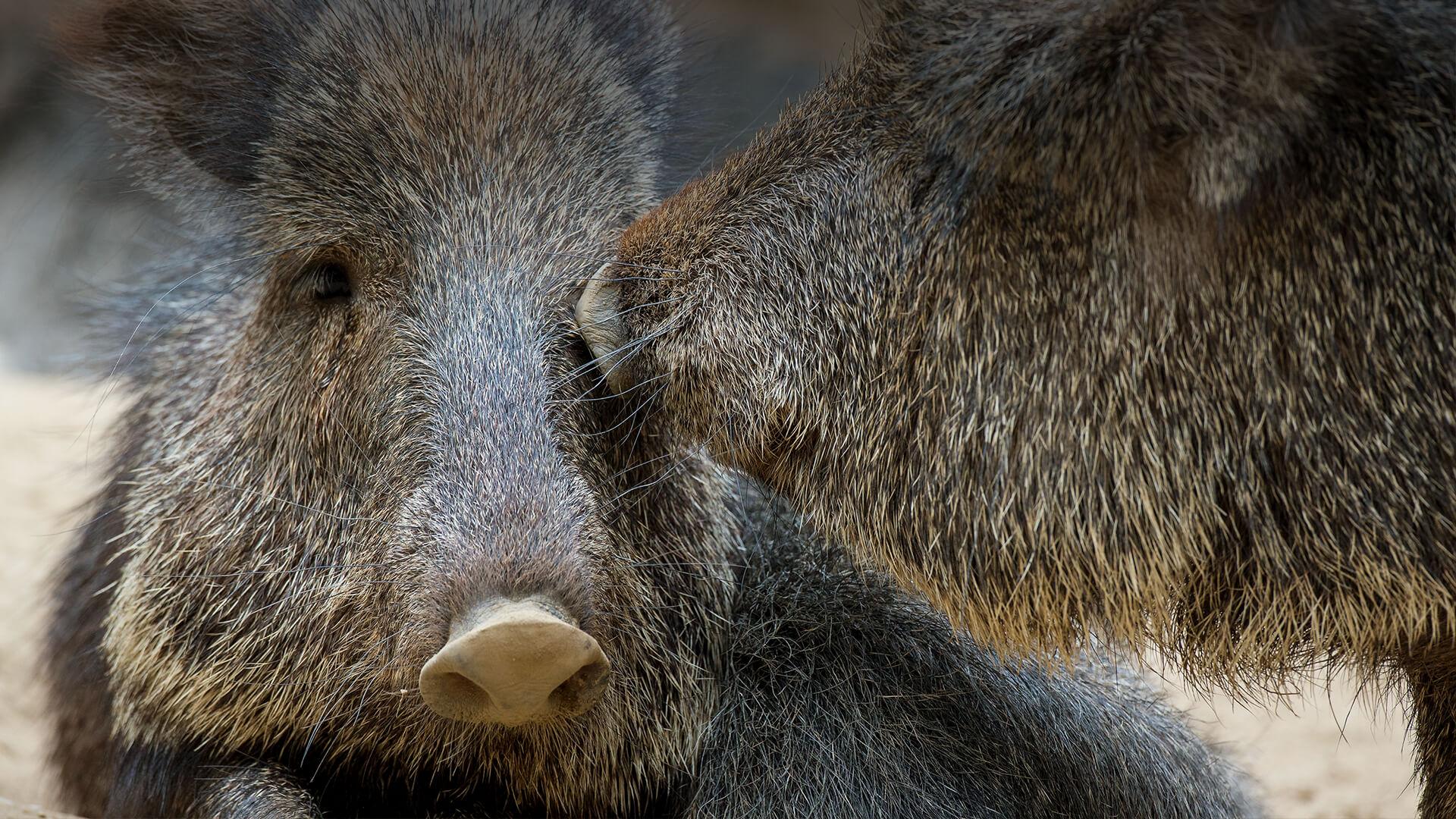 Peccaries Wallpapers