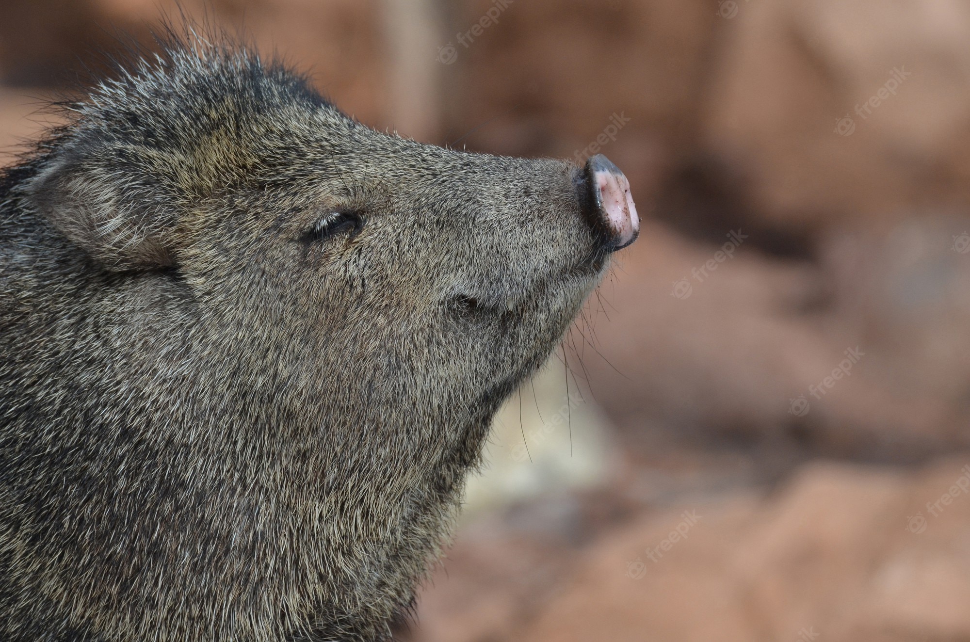 Peccaries Wallpapers