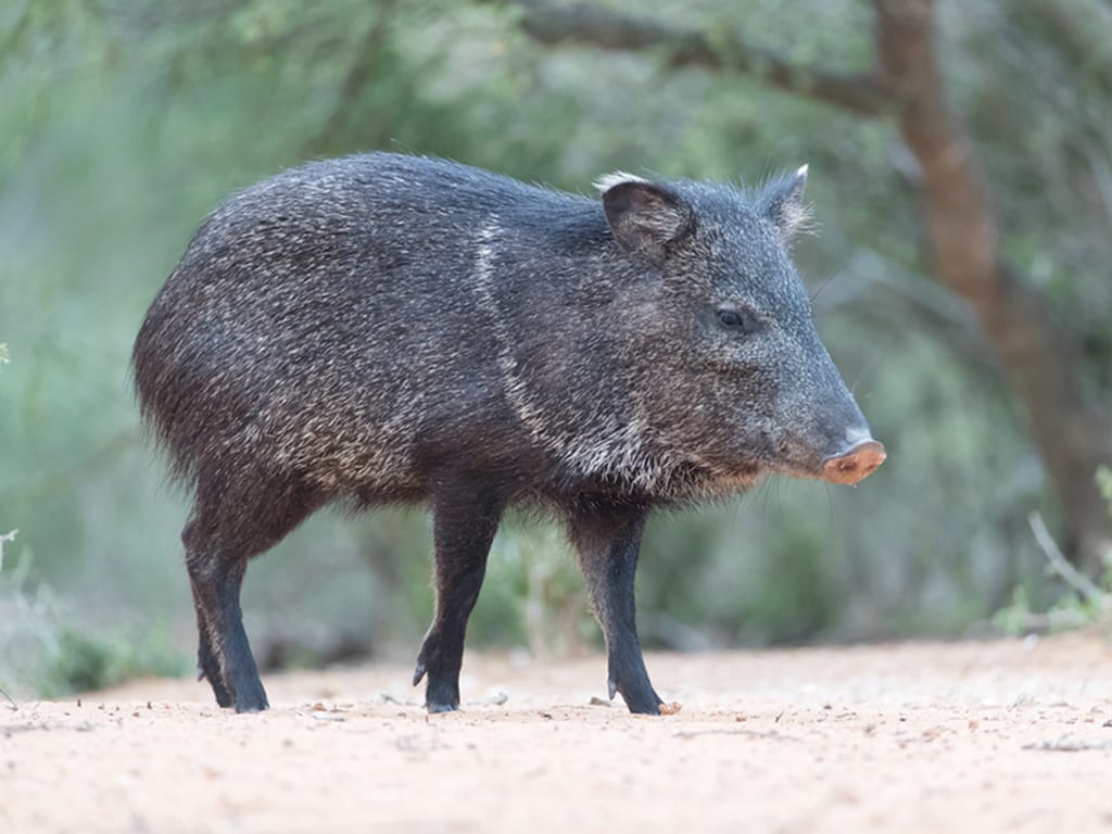 Peccaries Wallpapers