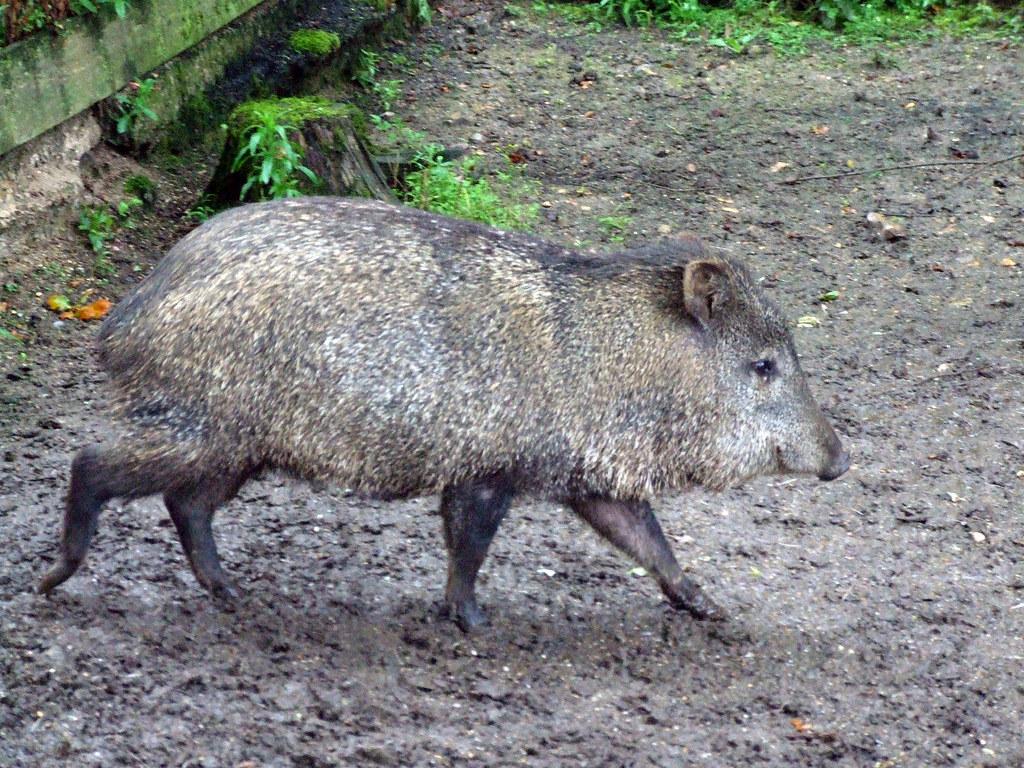 Peccaries Wallpapers