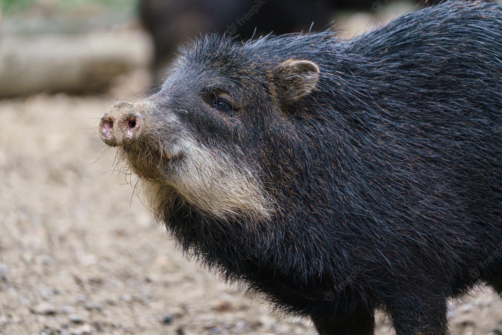 Peccaries Wallpapers