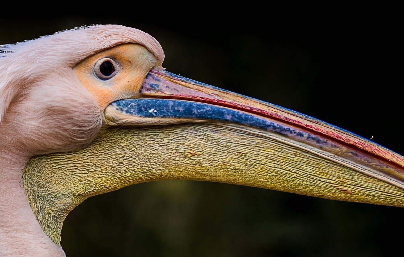 Pelican Wallpapers