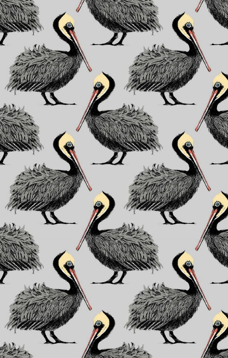 Pelican Wallpapers