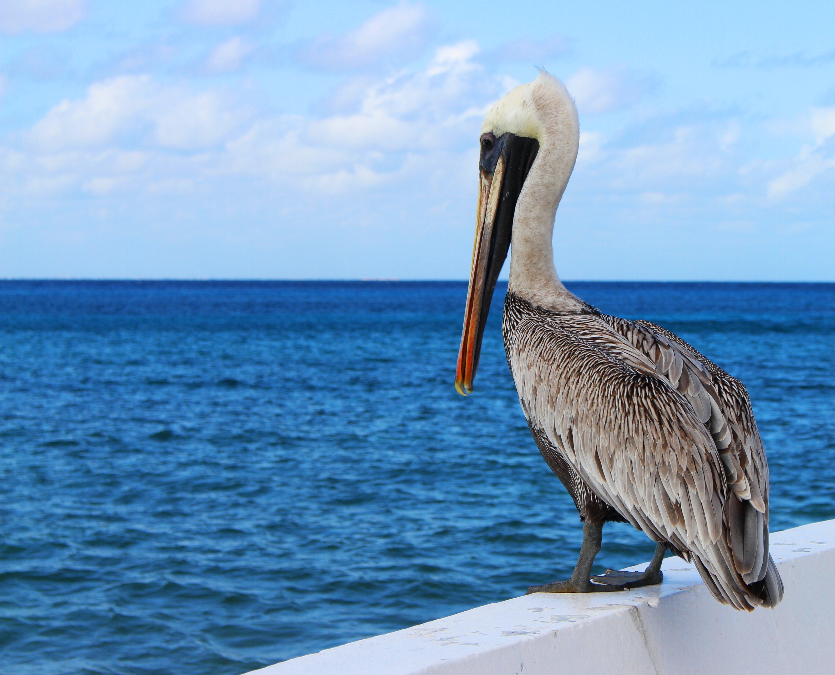 Pelican Wallpapers