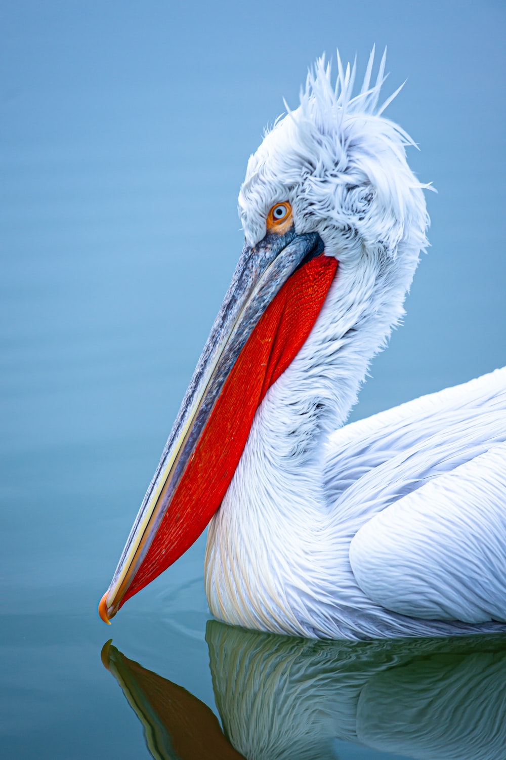 Pelican Wallpapers