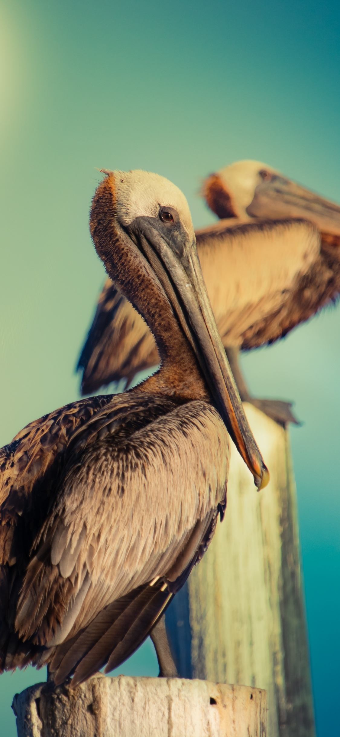 Pelican Wallpapers