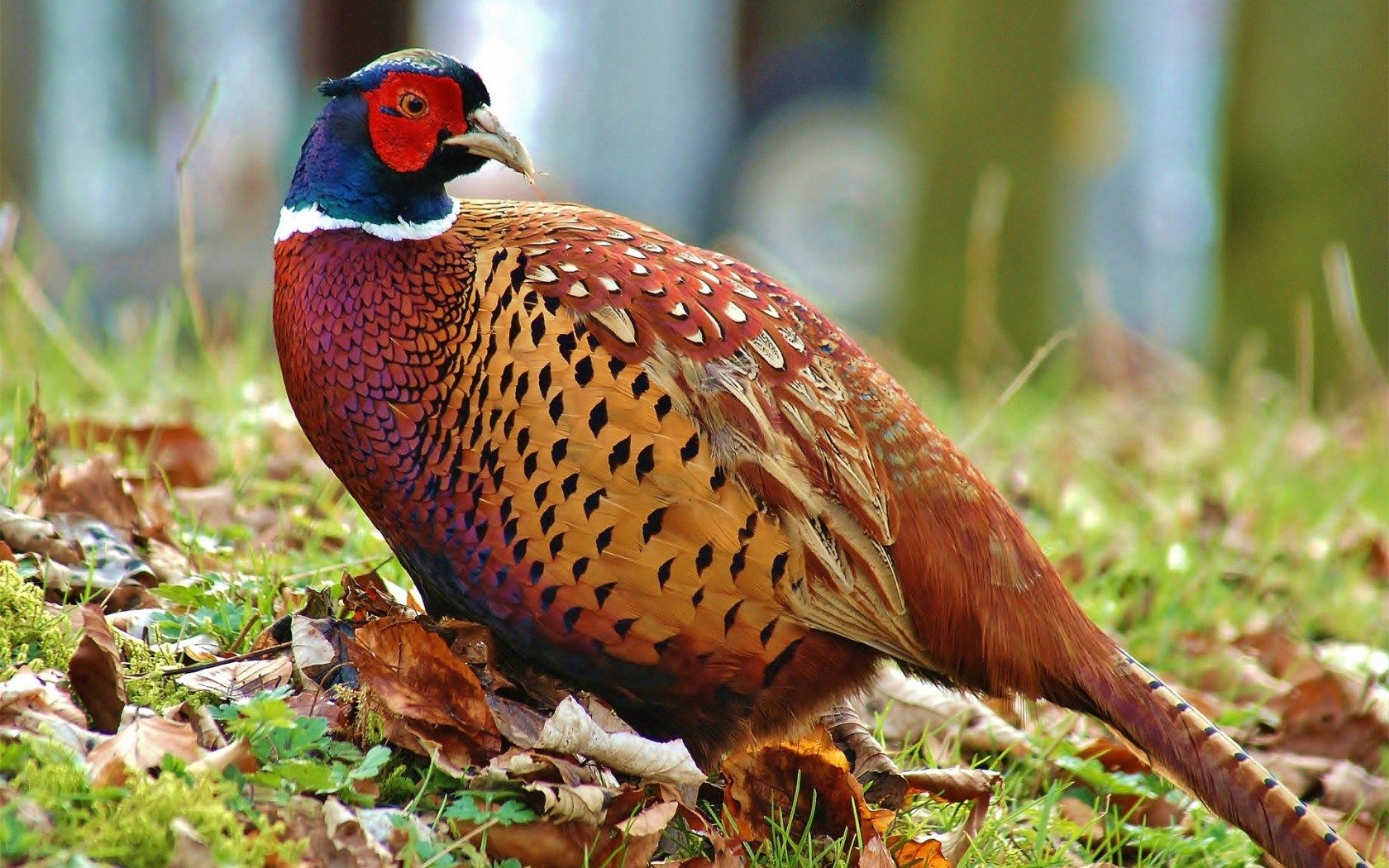 Pheasant Wallpapers