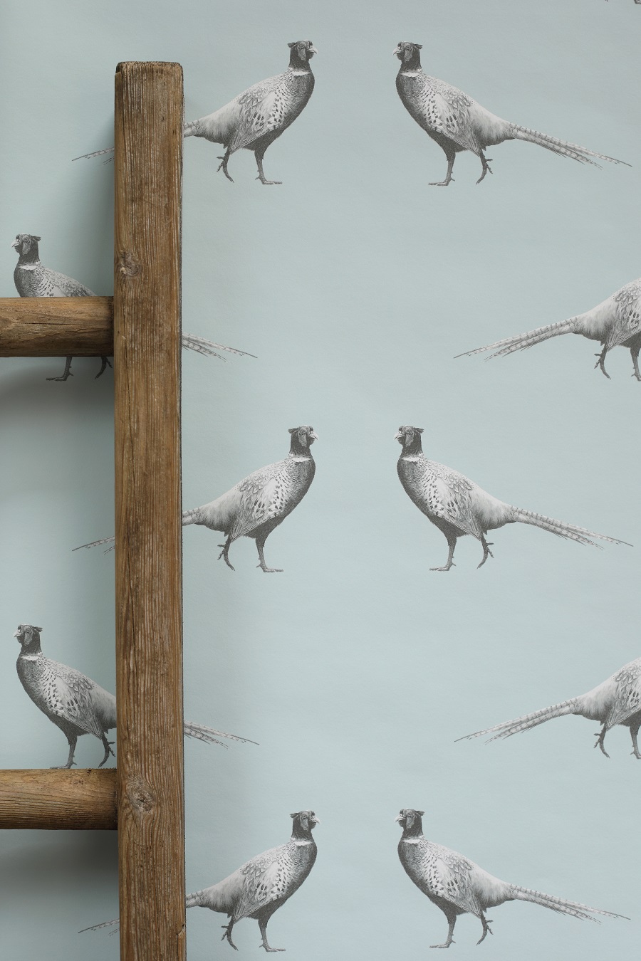 Pheasant Wallpapers