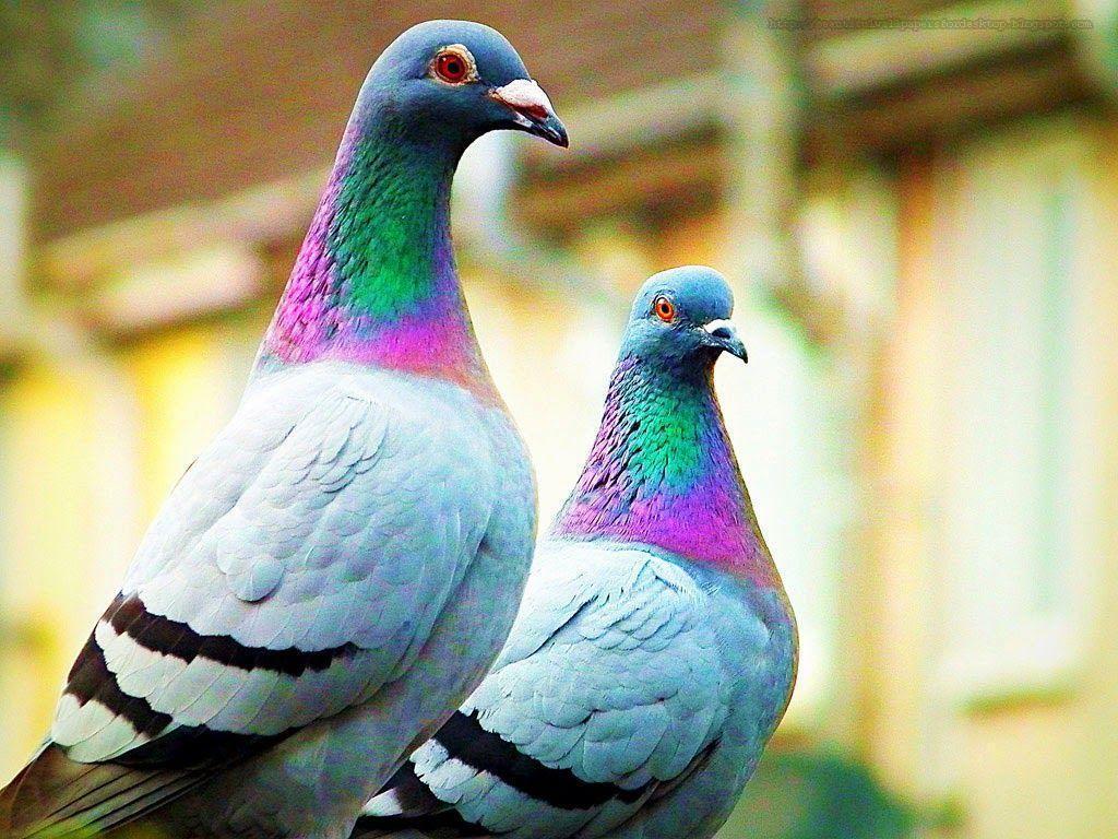 Pigeons Wallpapers