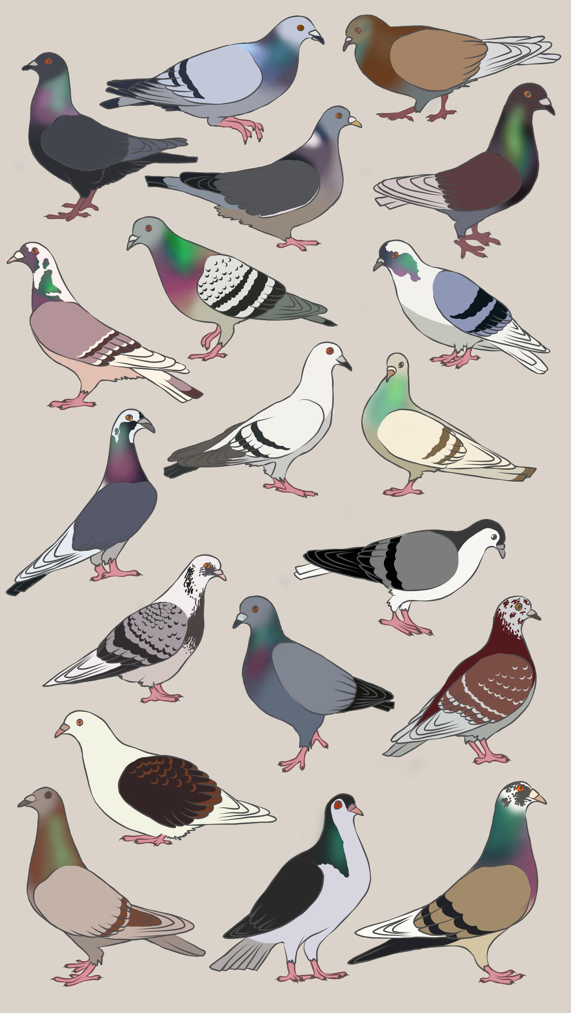 Pigeons Wallpapers