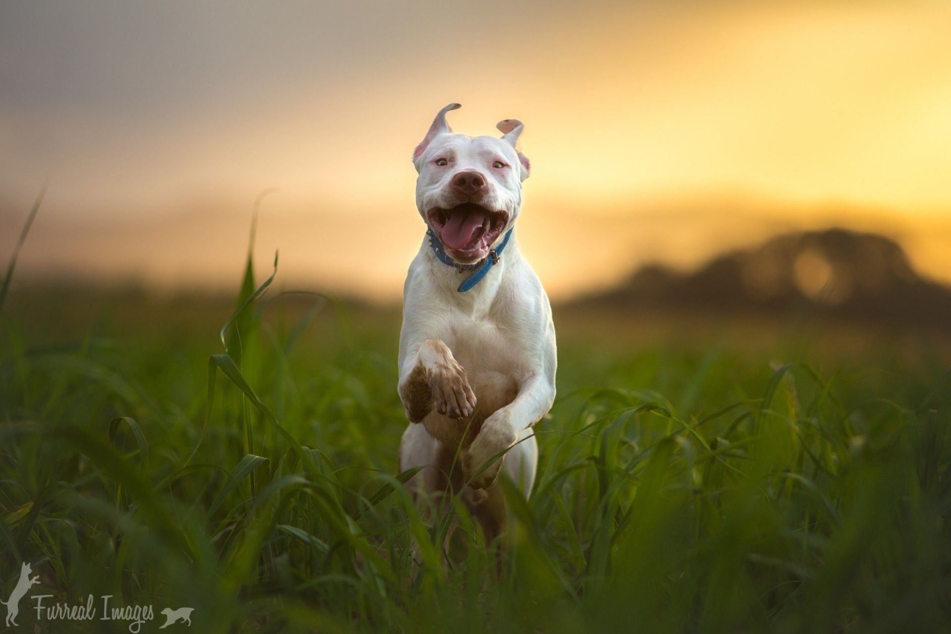 Pit Bull Wallpapers