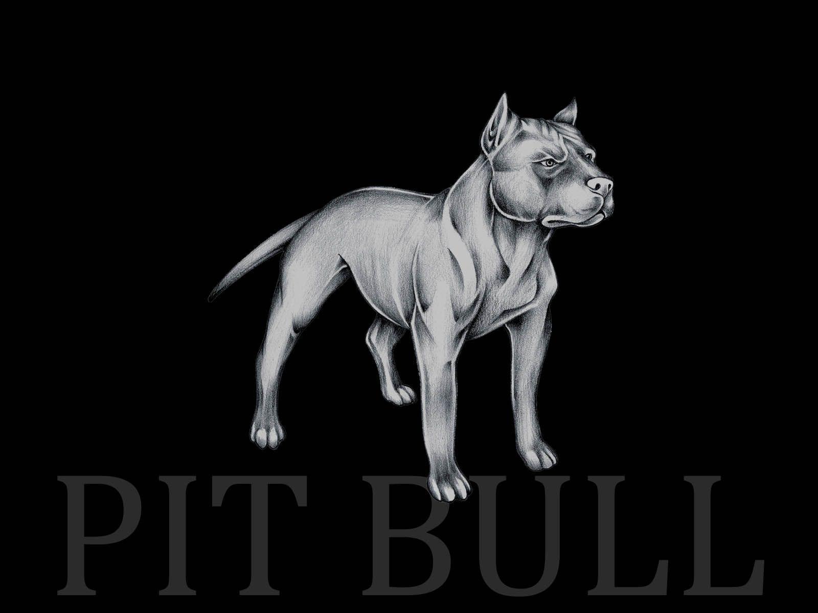 Pit Bull Wallpapers