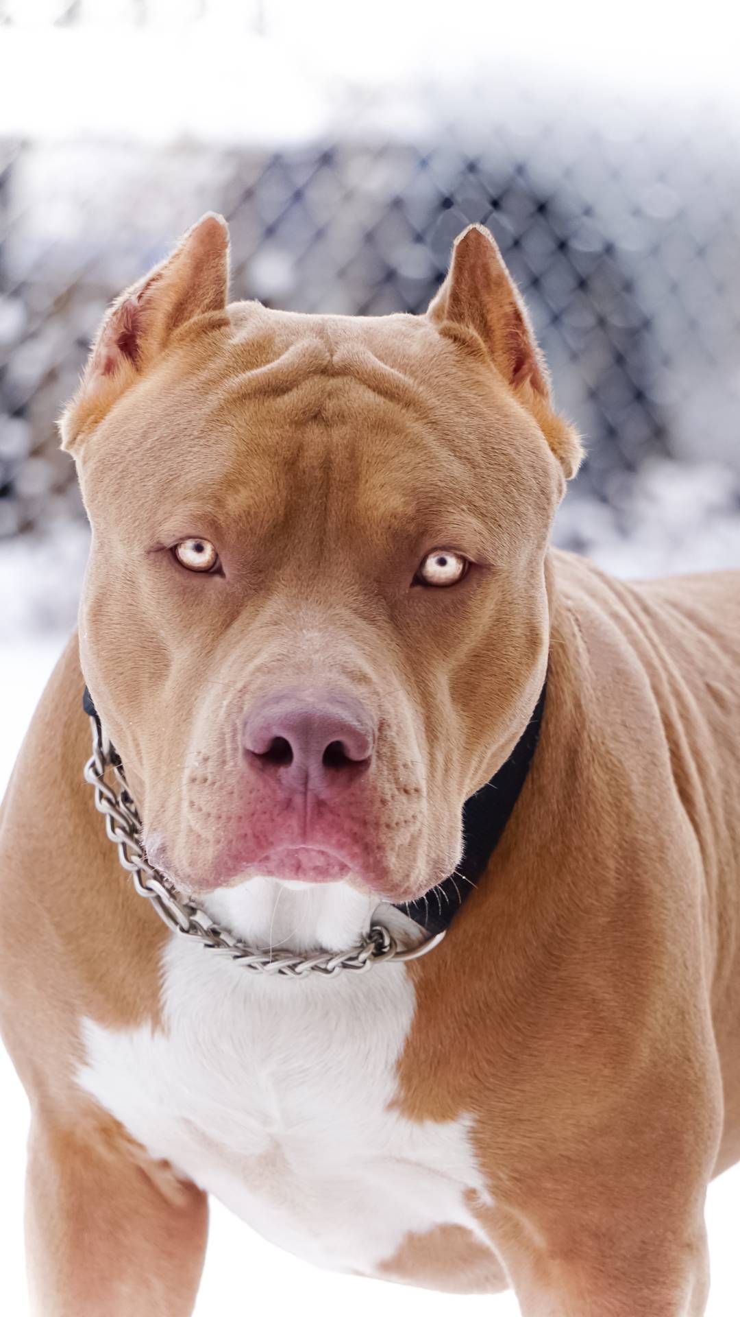 Pit Bulls Wallpapers