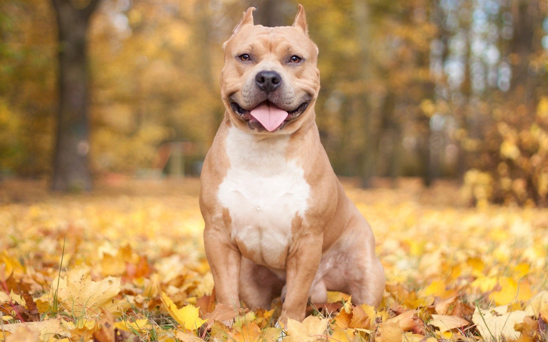 Pit Bulls Wallpapers